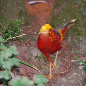 Free-roaming golden pheasant