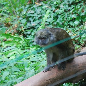 Allen's swamp monkey