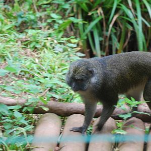 Allen's swamp monkey