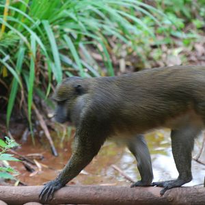 Allen's swamp monkey