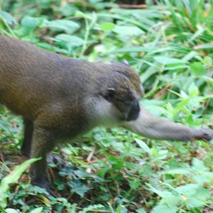 Allen's swamp monkey