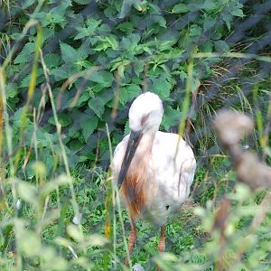 Oriental white stork