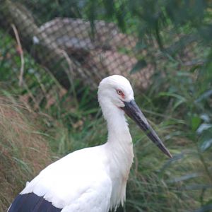 Oriental white stork