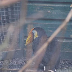 Wrinkled hornbill