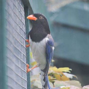 Red-billed blue magpie