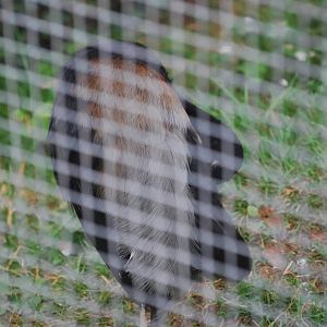 Grey-winged trumpeter