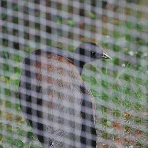 Grey-winged trumpeter