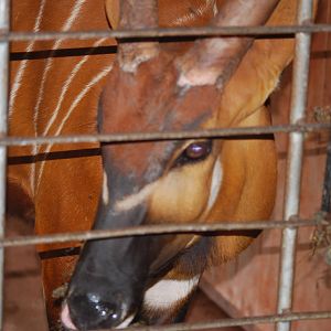 Eastern bongo