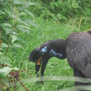 Abyssinian ground hornbill