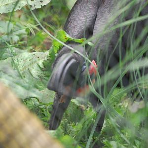 Abyssinian ground hornbill