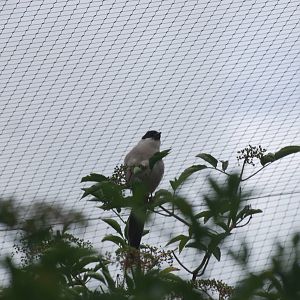 Azure-winged magpie