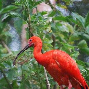 Scarlet ibis