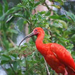 Scarlet ibis
