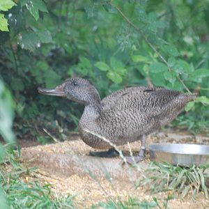 Freckled duck