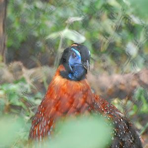 Temminck's tragopan