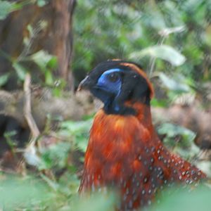 Temminck's tragopan
