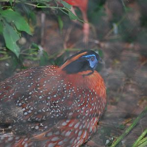 Temminck's tragopan