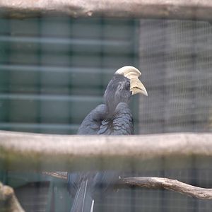 Black hornbill
