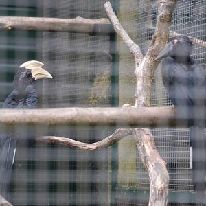 Black hornbill