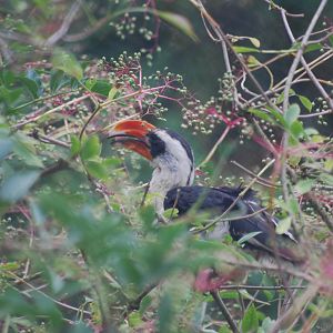 Von der Decken's hornbill