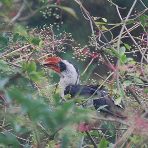 Von der Decken's hornbill