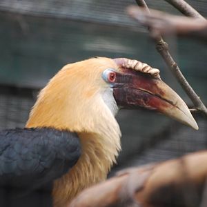 Papuan hornbill
