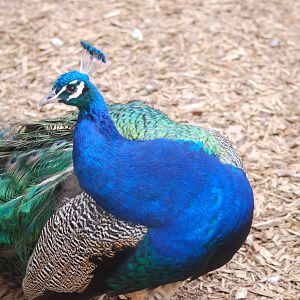 Indian blue peafowl