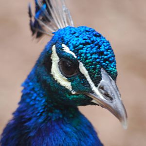 Indian blue peafowl