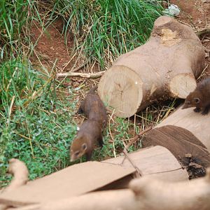 Common cusimanse babies