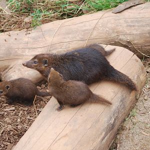 Common cusimanse and babies