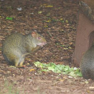 Azaras agouti
