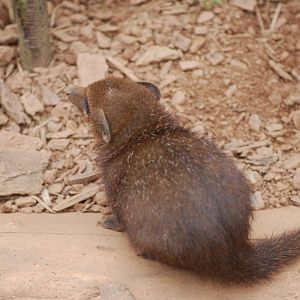 Baby common cusimanse