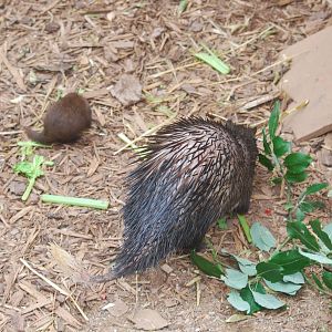 Baby common cusimanse and African brush-tailed porcupine