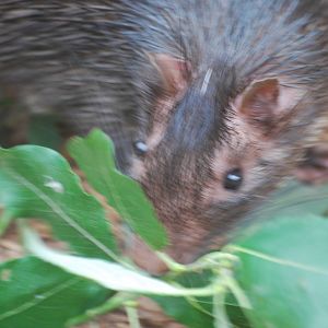 African brush-tailed porcupine