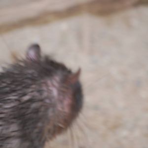 African brush-tailed porcupine