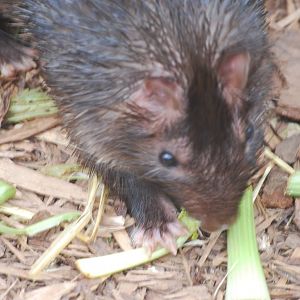 African brush-tailed porcupine