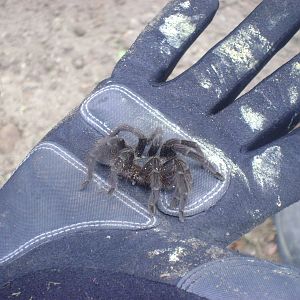 Tarantula