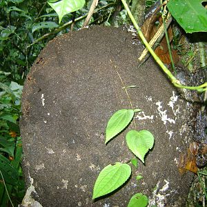 Termite nest