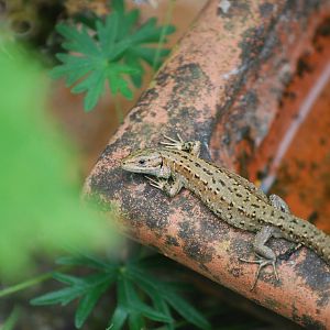 Common lizard in the back garden