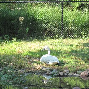 Trumpeter Swan