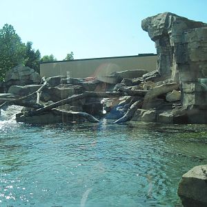 River Otter Exhibit