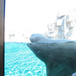 Polar Bear Passage-Polar Bear