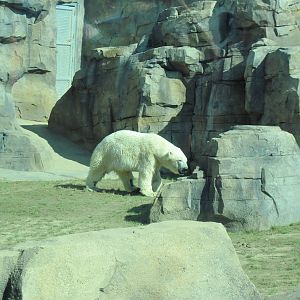 Polar Bear Passage-Polar Bear