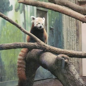 Tiger Trail-Red Panda