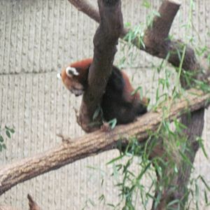 Tiger Trail-Red Panda