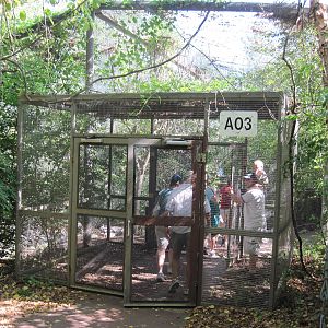 Australia-Walkthrough Aviary