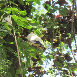 Australia-Pied Imperial Pigeon