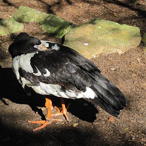 Australia-Magpie Goose