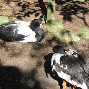 Australia-Magpie Geese