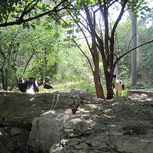 Australia-Straw Necked Ibis